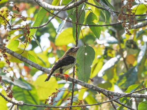 Sooty Barbet (Caloramphus hayii), photo 8