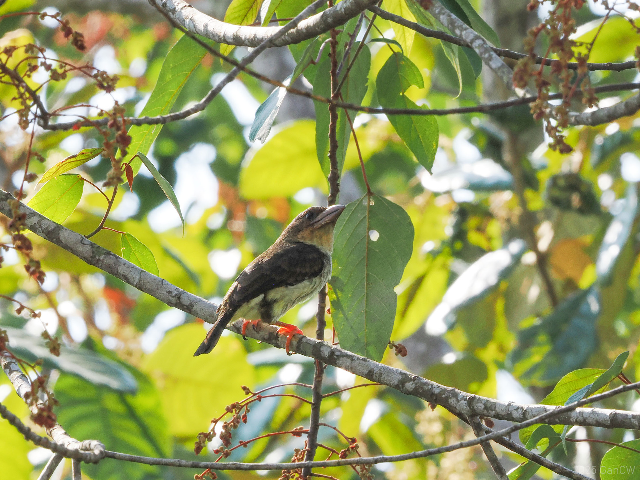 Sooty Barbet (Caloramphus hayii), photo 10
