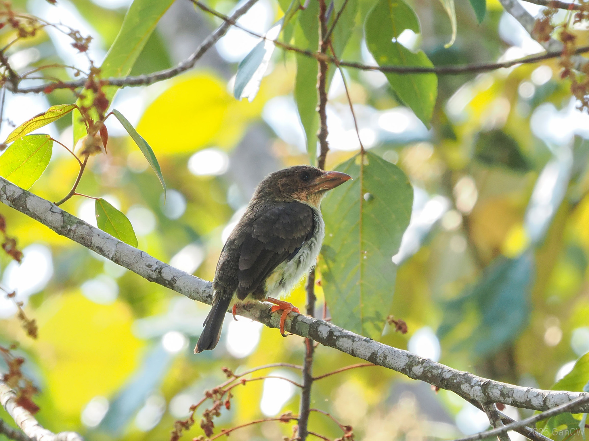 Sooty Barbet (Caloramphus hayii), photo 9