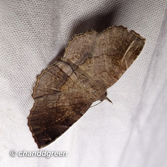 Throana pectinifer