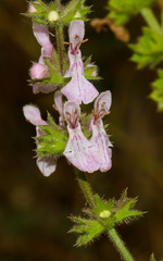Stachys stebbinsii