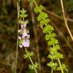 Stachys stebbinsii