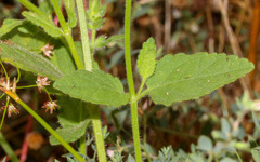 Stachys stebbinsii