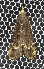 Heteromicta tripartitella