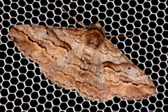 Gastrinodes bitaeniaria