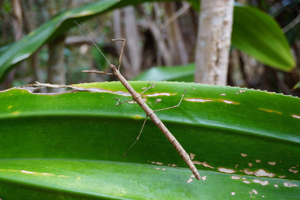 Leprocaulinus
