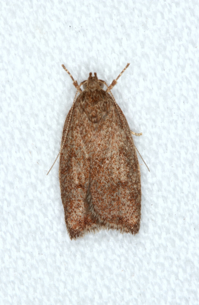 Syringoseca mimica