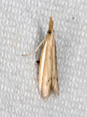 Emmalocera macrorrhynca