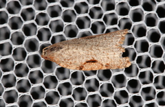 Meritastis piperata