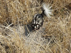 Spilogale angustifrons
