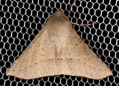 Oenochroma subustaria