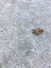 Apis mellifera