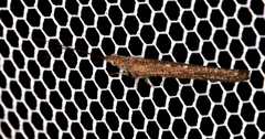 Stenobiella