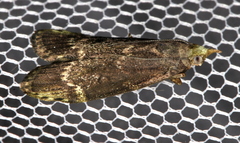 Heteromicta tripartitella