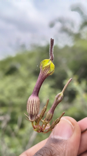Ceropegia candelabrum