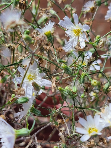 Woolly Desertdandelion (Malacothrix floccifera)
