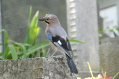 Garrulus glandarius