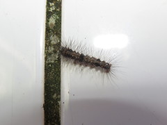 Dysschema larvata