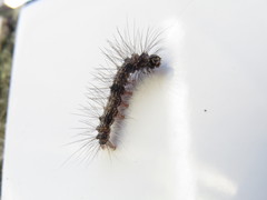 Dysschema larvata