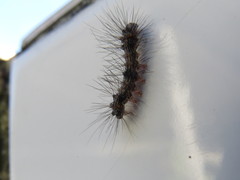 Dysschema larvata