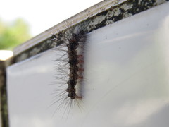 Dysschema larvata