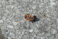 Pyrrhocoris apterus