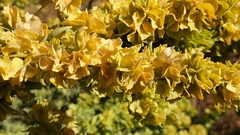 Atriplex canescens canescens