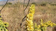 Atriplex canescens canescens
