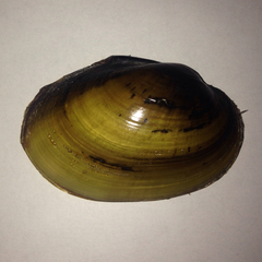 Lampsilis straminea