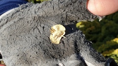 Atriplex canescens canescens