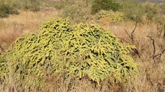 Atriplex canescens canescens