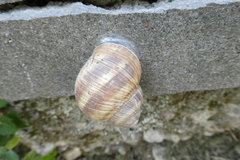 Helix pomatia