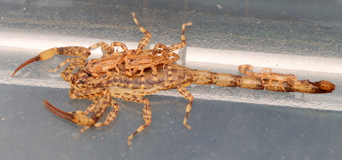Lesser Brown Scorpion