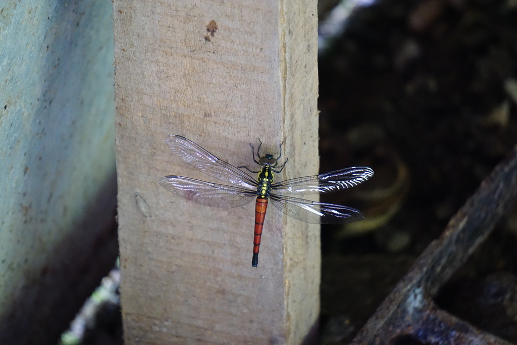 Lyriothemis hirundo