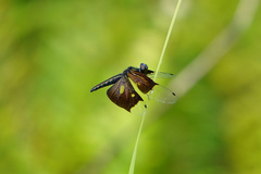 Rhyothemis resplendens