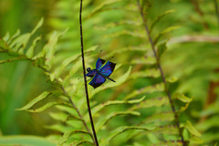 Rhyothemis resplendens