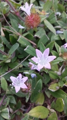 Richardia grandiflora