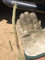Dalea cylindriceps
