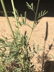 Dalea cylindriceps