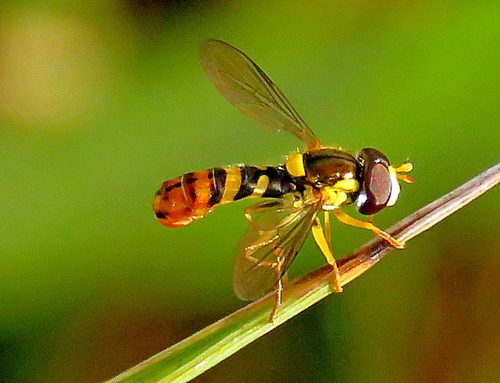 Sphaerophoria rueppellii (Wiedemann, 1830)