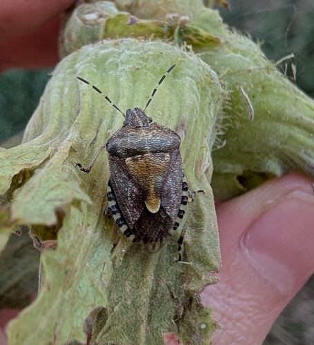 Sloe Bug