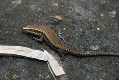 Greer's Mabuya photo 2