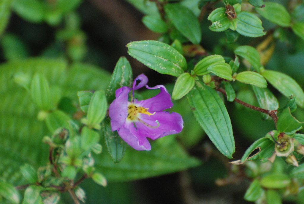 Eight Stamen Osbeckia