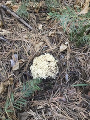 Ramaria rubiginosa