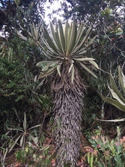 Espeletia occidentalis