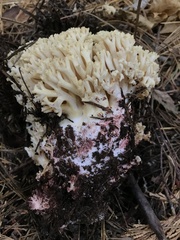 Ramaria rubiginosa