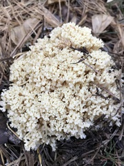 Ramaria rubiginosa