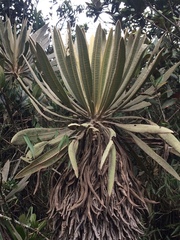 Espeletia occidentalis