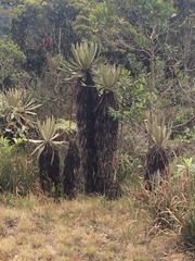 Espeletia occidentalis