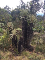 Espeletia occidentalis